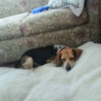 Sweetie Beagle & Grace. ❤️🐾🐾❤️🐕 llsmill091485(@llsmill091485) 's Twitter Profile Photo