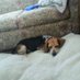 Sweetie Beagle & Grace. ❤️🐾🐾❤️🐕 llsmill091485 (@llsmill091485) Twitter profile photo