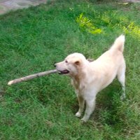 Jhampee Food Like (@johnpaulganzon1) 's Twitter Profile