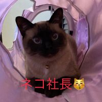 中華そば「いっけんめ」🍜(@toriCafeIKKENME) 's Twitter Profile Photo