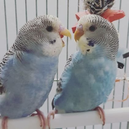 ペットメイトクラブ スイスからインコの飼育発信中 今日のチップは ブラックとレオパードでちょっとクール系にしてみました レオパード柄は 超簡単でオススメです セルフネイル ネイルチップ 簡単ネイルデザイン ブラックネイル ジェル