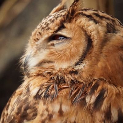 しばきちさんのプロフィール画像