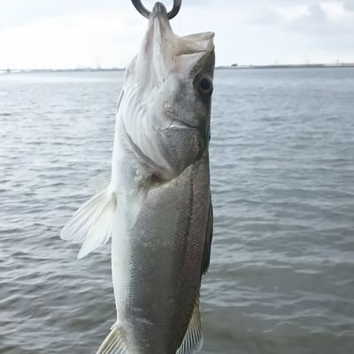 釣り歴は長いものの（餌釣り）ルアーを本格的に始めたのは2020年12月からの初心者です！
主に愛知、三重で陸っぱりシーバスしているアラフォーです!!今年の目標はランカーを釣ること！あとボートシーバスにも行きたい👍👍
キャンプにも出撃!今年こそはソロキャンしたい、、、
無言フォロー失礼します(._.)