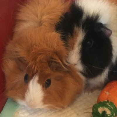 Hi we are Peanut and Oreo the pigs and Eddy the hamster. Follow us to see what we get up to. We want to be famous 🥰