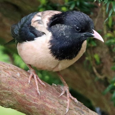 roobloo1's profile picture. 'Nature everywhere speaks to man in a voice familiar to his soul' Alexander von Humboldt 1769 -1859.Are we listening to Nature? Hunters NOT welcome.#NewScot.