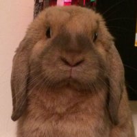 Stefan. (@forzapufc) 's Twitter Profile