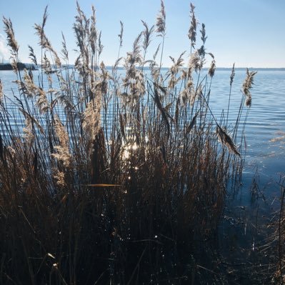 Director Institute for Analytical Research @Hochschule Fresenius, 
progress in analytics, SSbD, anthropogenic materials, risk assessment & water technology