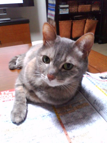 aitec_kubota's profile picture. 久保田　清美です。福岡県北九州市の出身です。美味しいものと楽しいことが大好きです。韓国ドラマも大好きです。家族はデク、リンの２匹の猫です。