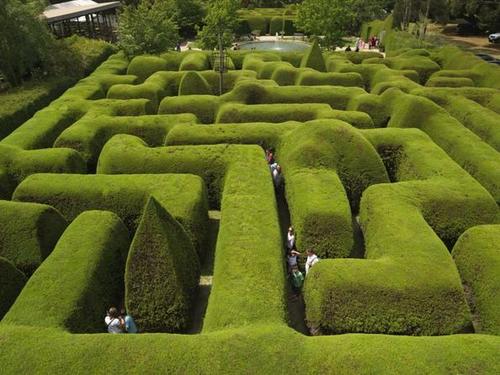 AshcombeMaze's profile picture. Australia's oldest & largest traditional Hedge Maze. Stunning lavender labyrinth & circular rose maze. Enjoy breakfast, light lunch in the fully licensed cafe!