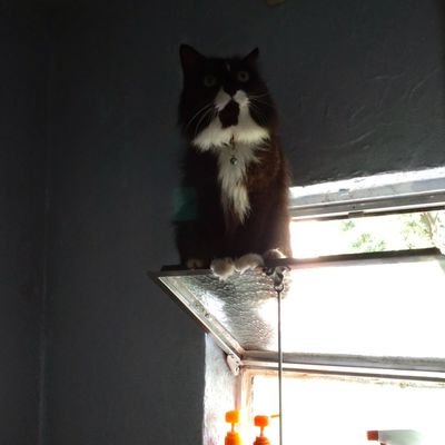 ichihal11131924's profile picture. やればできる子
猫大好き❤