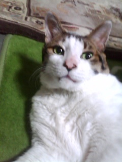 aitec_takaishi's profile picture. 社内連絡用です。独り言をつぶやいている可能性も極めて大。