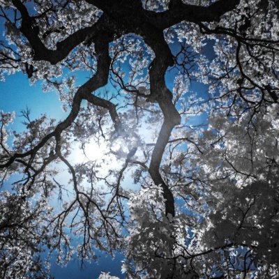 ApertaAria's profile picture. Profile name is in Italian; account created in opposition to lockdowns + mandates. Male.