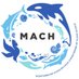 Proyecto MACH (@mach_noticias) Twitter profile photo Proyecto MACH (@mach_noticias) Twitter profile photo
