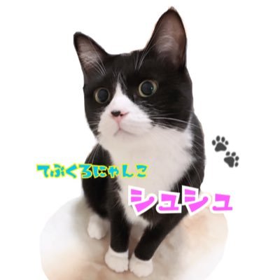 てぶくろにゃんこシュシュの日常🐱🐾 真っ白てぶくろとお鼻ハートがチャームポイント♡ 女子だけどタキシード😻 YouTube応援してくれたら嬉しいにゃん🐱🐾💖LINEスタンプ→https://t.co/ZgWKeEVYxi #猫 #猫YouTube #ハチワレ #cat