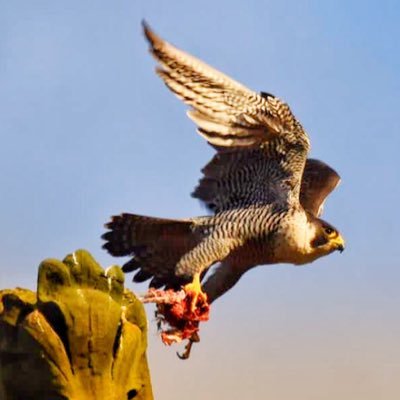 Follow us on our first Liverpool Peregrine Project if you have a passion for peregrines, the natural world & chocolate biscuits!