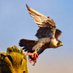 @LiverpoolPeregrineProject (@lpoolperegrines) Twitter profile photo @LiverpoolPeregrineProject (@lpoolperegrines) Twitter profile photo