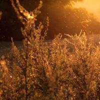 Riicha_r's profile picture. 