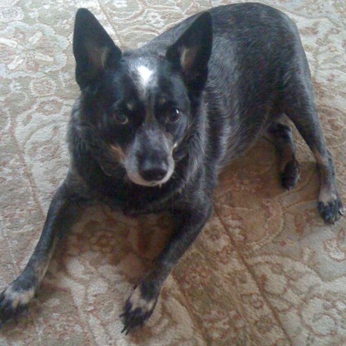 petunia12's profile picture. 