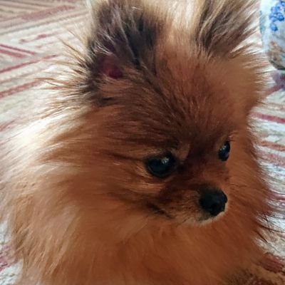 M2c48X5ZNL5PYPI's profile picture. 