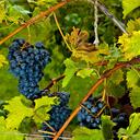 Joyce Yip - @joyceyip2is - Twitter