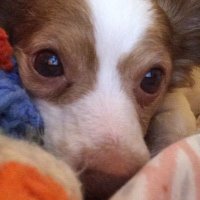 Nugget’s 🌈 Hoomom (@nuggetpup1) 's Twitter Profile