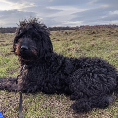 MiloTheGuide's profile picture. Hi, I’m Milo a 2 year-old Labradoodle, also @wilmotwillnot’s guide dog! we wanted a space for all of our adventures - we qualified in September 2020🦮 🐾 🖤🧡
