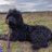MiloTheGuide's profile image