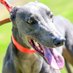 Greyhound Facts Oz (@greyhound_facts) Twitter profile photo Greyhound Facts Oz (@greyhound_facts) Twitter profile photo