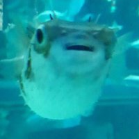 FNKSｻﾝ (@per1209f) 's Twitter Profile Photo