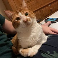 Arfa The Cat (@arfathecat) 's Twitter Profile Photo Arfa The Cat (@arfathecat) 's Twitter Profile Photo