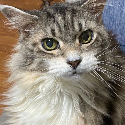 kei_megu_to's profile picture. 猫を吸いながら生きていたい