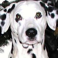 Jade McClelland (@jdmcc2011) 's Twitter Profile