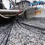 Overfishing is everyones problem