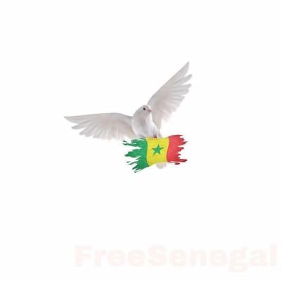 Anonyme21409867's profile picture. #FREESENEGAL