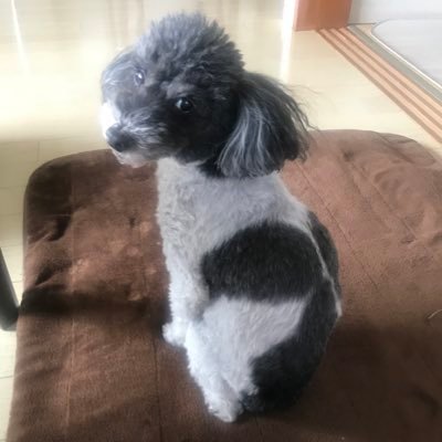 桜子 白黒ぶち柄トイプー Sur Twitter 昨日の帰り道 ばぁばはのお膝の上 お気に入りの浮き輪クッションで眠る姿を飼い主に激写されていた このクッションがあれば どこにいても落ち着くのだ トイプードル 犬連れ旅 ドライブ お気に入り