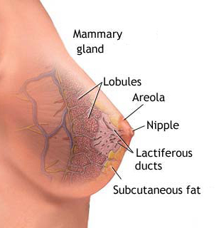 Get BreastCancer article here