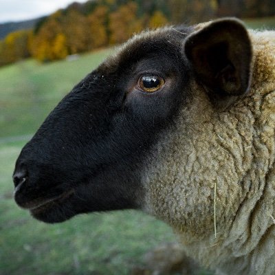 MuscularSheep's profile picture. Self-taught  iOS Dev | #Swift | #UIKit