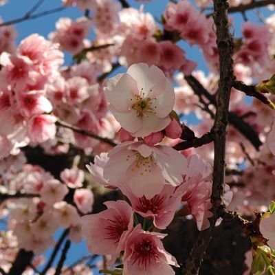 入さんのプロフィール画像