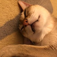 まるねこ (@maruneko727) 's Twitter Profile