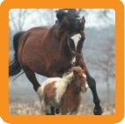 Horses_updt's profile picture. Get the latest news updts about Horses with updt.me. Comments or topic suggestions via @updtme. Check out more topics and categories at http://t.co/uNMHhSrI7t