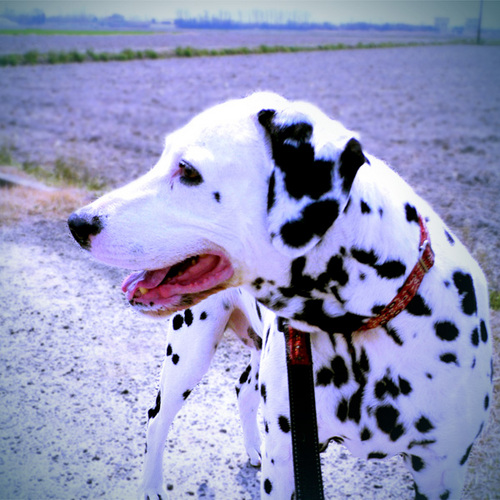 mayanomaybe's profile picture. ■ｷﾎﾝｴｱﾘﾌﾟ( ■最近の話題(*..)σ：日常、自転車、将棋、写真、Mac、MotoGP、Football、Apple、ヲタ、ネタ風味、懐古厨( 、🎸始めました、超変則4気筒、J1昇格して舞い上がってます 写真ポストはちょいちょい消すよ、人見知り