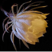 nwzsbys's profile picture. 燕来晚，飞入西城，似说春事迟暮