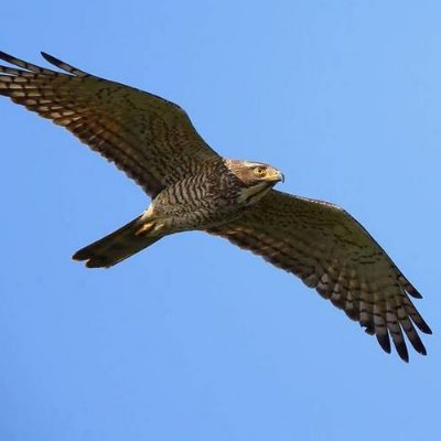 AI05147010's profile picture. 機械学習を使って競艇予想AIを開発してます。