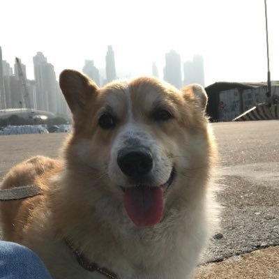 FatCorgi90's profile picture. 