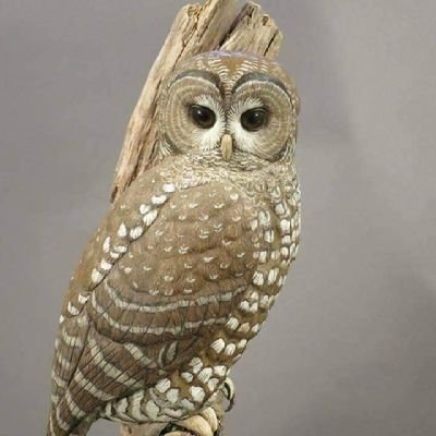 nellyngwenya7's profile picture. I'm addicted to my country no aliens will ever tell me what to do in my territory patriot for life 🇿🇦