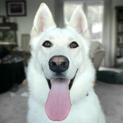 Ghost the White German Shepherd of The Ink Rat
#theruffriderz