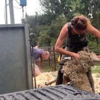 SHEPHERD KIT π (@shepherdesskit) 's Twitter Profile
