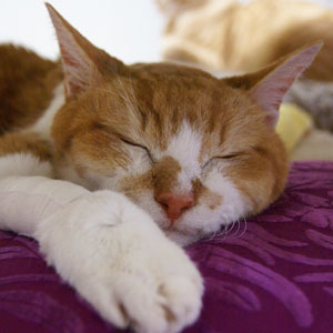 konatuhana's profile picture. やっぱり猫大好き