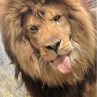 RyAn DeCarmine (@ryandecarmine) Twitter profile photo