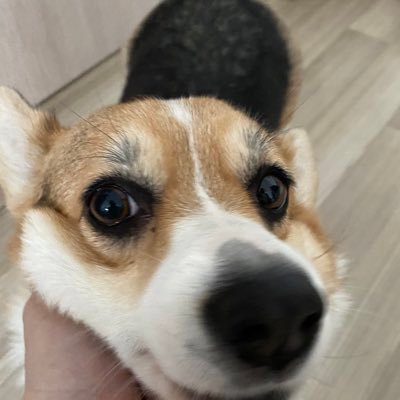 Anton04035116's profile picture. Стая злобных корги